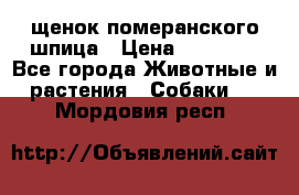 щенок померанского шпица › Цена ­ 45 000 - Все города Животные и растения » Собаки   . Мордовия респ.